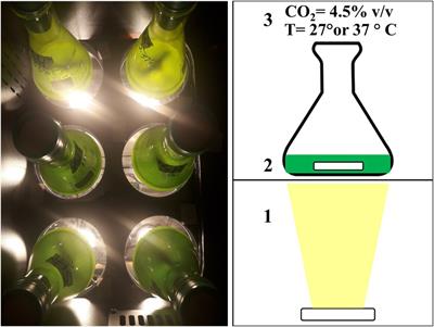 Acid Tolerant and Acidophilic Microalgae: An Underexplored World of Biotechnological Opportunities